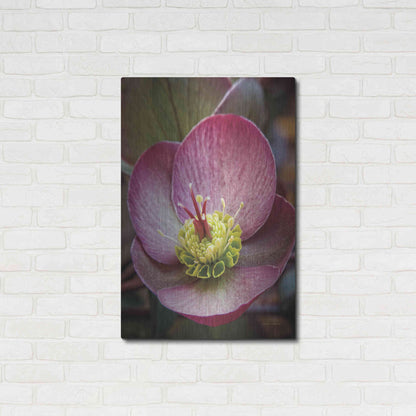 Luxe Metal Art 'Lenton Rose IV' by Debra Van Swearingen, Metal Wall Art,24x36