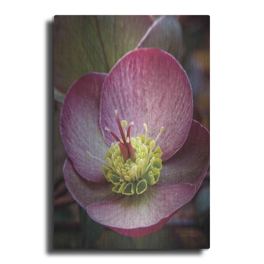 Luxe Metal Art 'Lenton Rose IV' by Debra Van Swearingen, Metal Wall Art