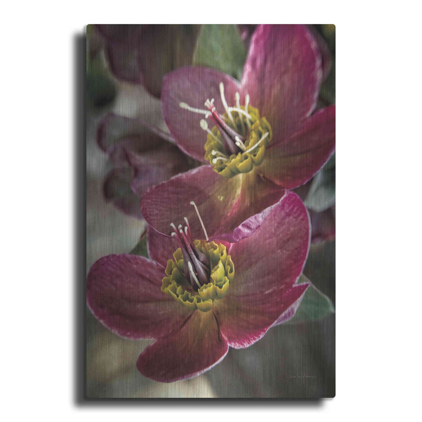 Luxe Metal Art 'Lenton Rose V' by Debra Van Swearingen, Metal Wall Art