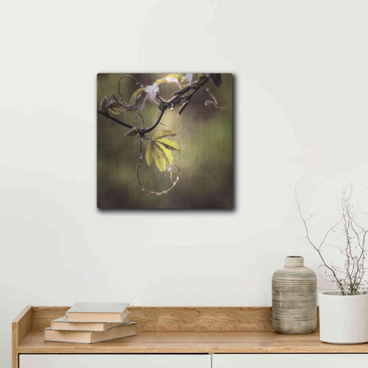 Luxe Metal Art 'Passion Flower Vine I' by Debra Van Swearingen, Metal Wall Art,12x12