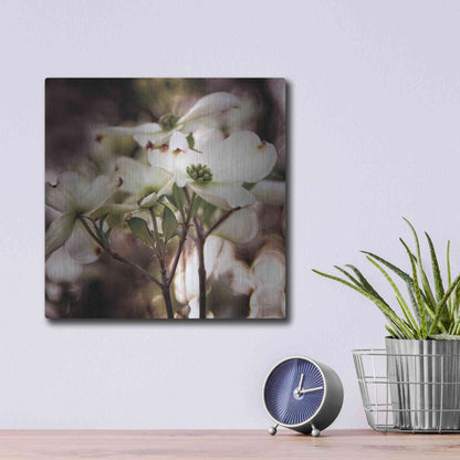 Luxe Metal Art 'White Dogwood II' by Debra Van Swearingen, Metal Wall Art,12x12