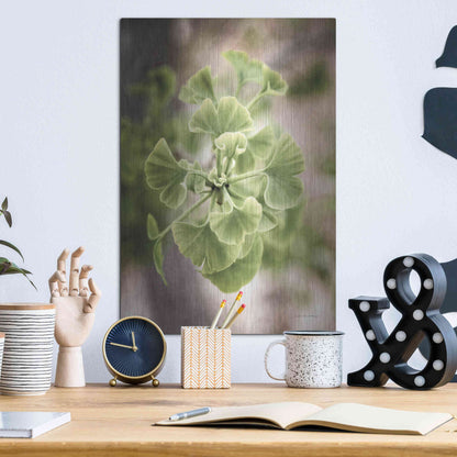 Luxe Metal Art 'Sprouting Ginkgo II' by Debra Van Swearingen, Metal Wall Art,12x16