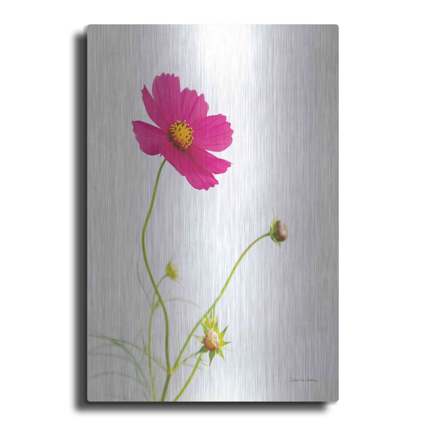 Luxe Metal Art 'Magenta Cosmos I' by Debra Van Swearingen, Metal Wall Art