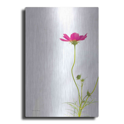 Luxe Metal Art 'Magenta Cosmos II' by Debra Van Swearingen, Metal Wall Art