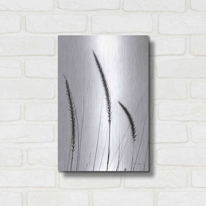 Luxe Metal Art 'Field Grasses IV White' by Debra Van Swearingen, Metal Wall Art,12x16