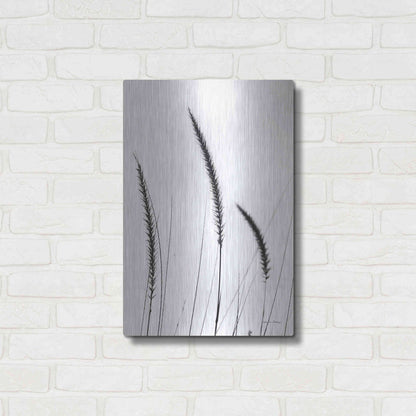 Luxe Metal Art 'Field Grasses IV White' by Debra Van Swearingen, Metal Wall Art,16x24