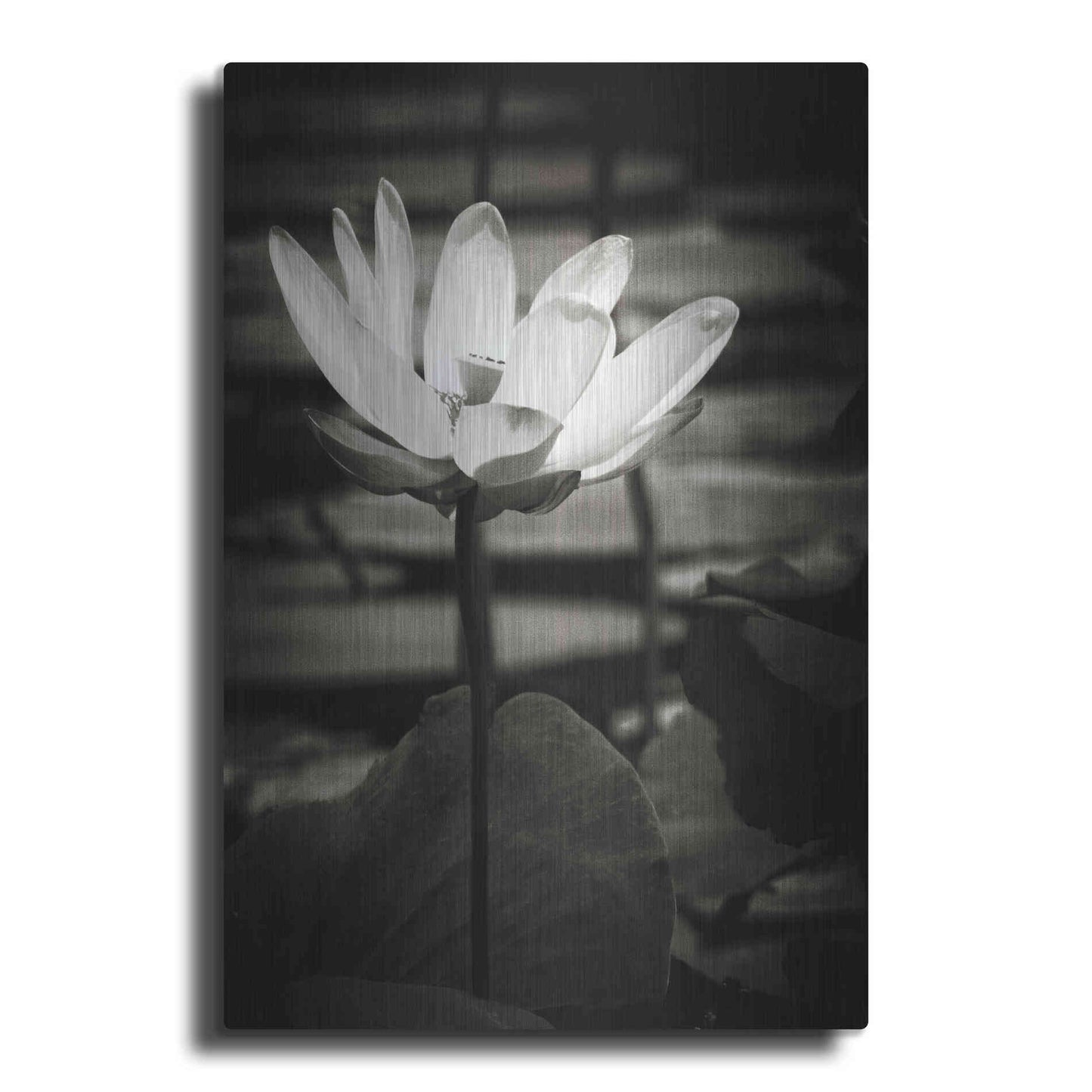 Luxe Metal Art 'Lotus Flower VIII' by Debra Van Swearingen, Metal Wall Art