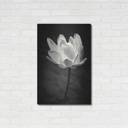 Luxe Metal Art 'Lotus Flower X' by Debra Van Swearingen, Metal Wall Art,24x36