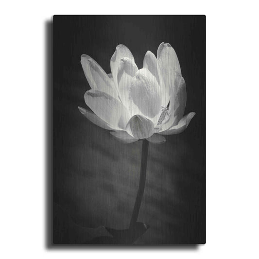 Luxe Metal Art 'Lotus Flower X' by Debra Van Swearingen, Metal Wall Art