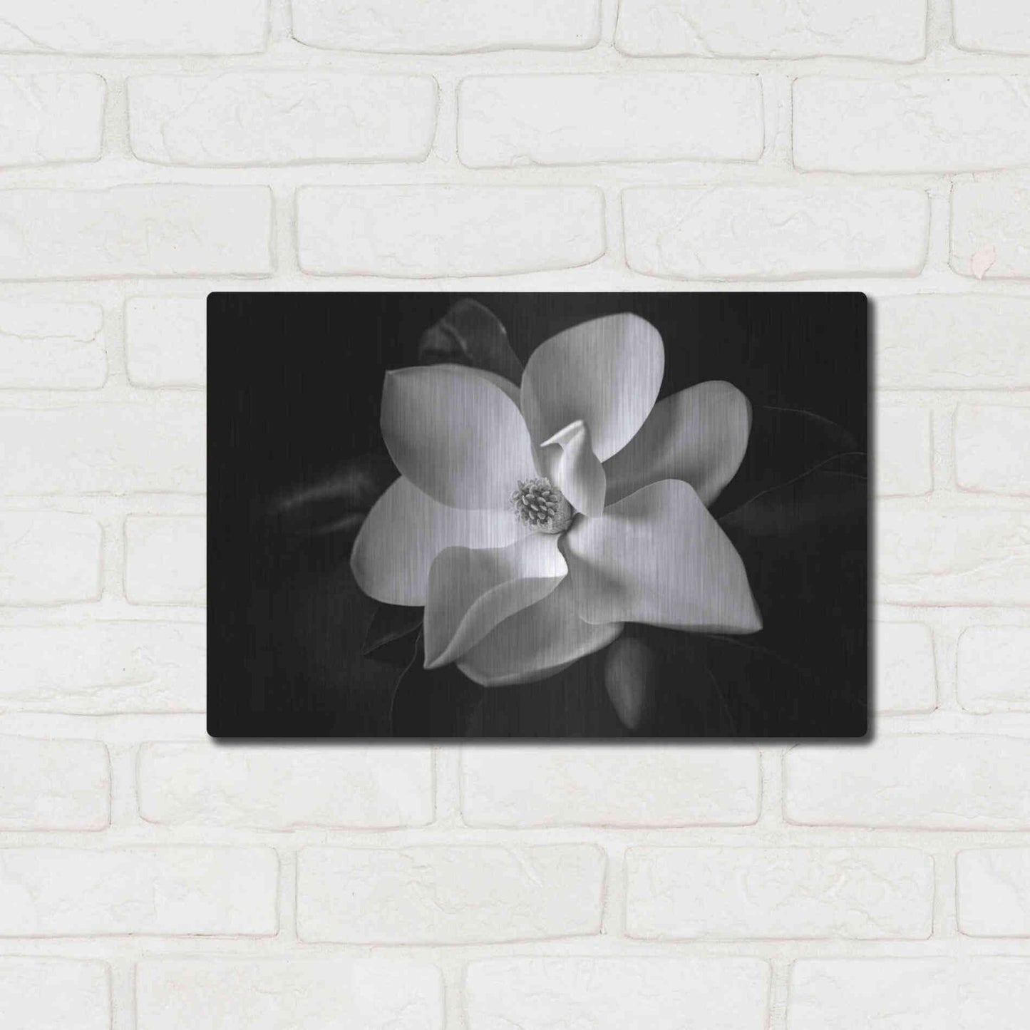 Luxe Metal Art 'SID14511_Magnolia' by Debra Van Swearingen, Metal Wall Art,16x12