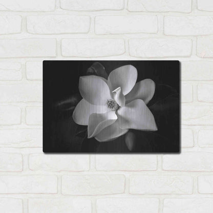 Luxe Metal Art 'SID14511_Magnolia' by Debra Van Swearingen, Metal Wall Art,16x12