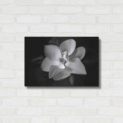 Luxe Metal Art 'SID14511_Magnolia' by Debra Van Swearingen, Metal Wall Art,24x16