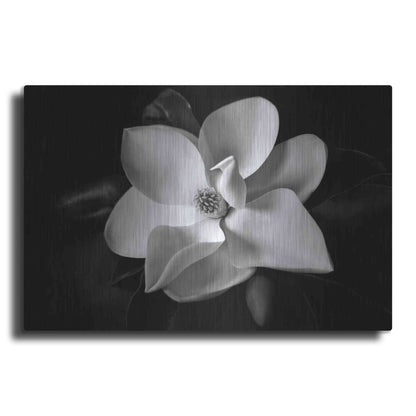 Luxe Metal Art 'SID14511_Magnolia' by Debra Van Swearingen, Metal Wall Art