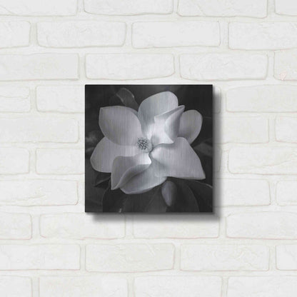 Luxe Metal Art 'Magnolia' by Debra Van Swearingen, Metal Wall Art,12x12