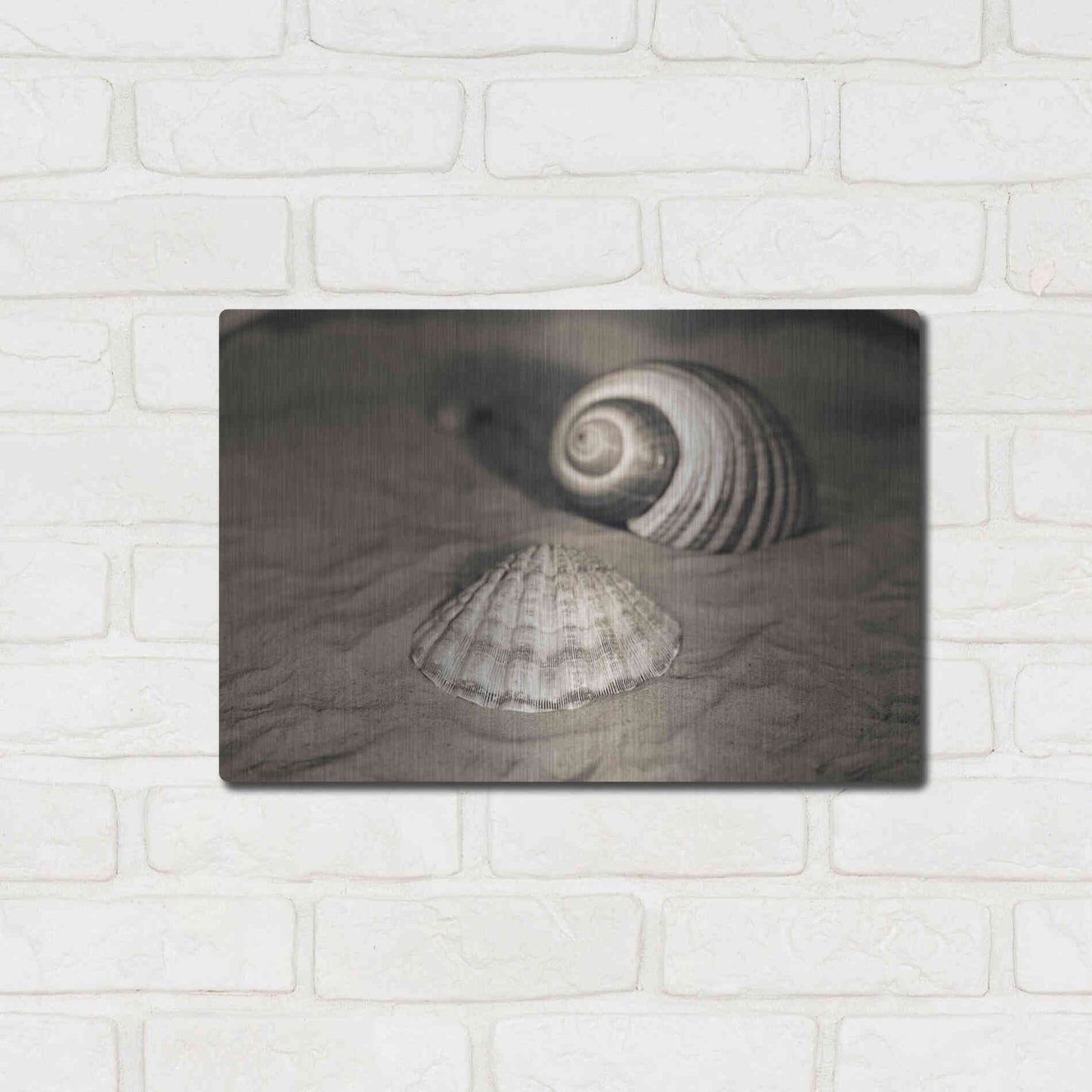 Luxe Metal Art 'Scallop Tonna' by Debra Van Swearingen, Metal Wall Art,16x12
