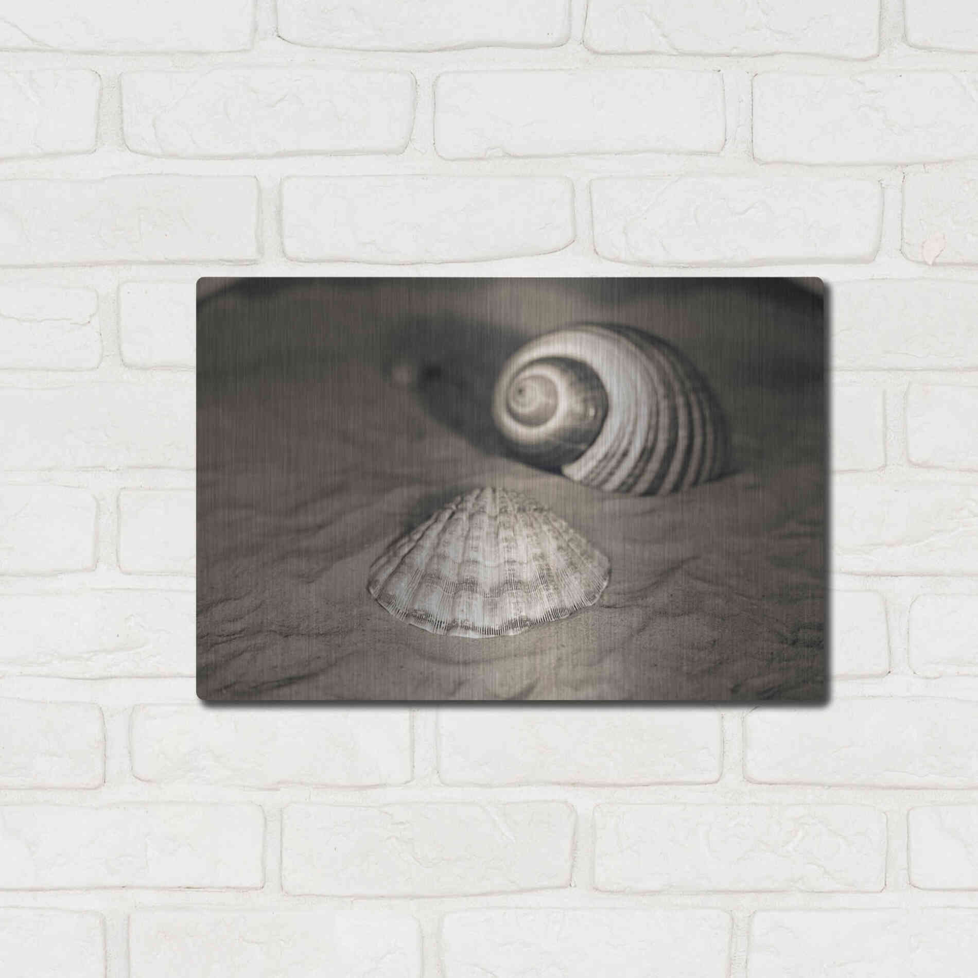 Luxe Metal Art 'Scallop Tonna' by Debra Van Swearingen, Metal Wall Art,16x12