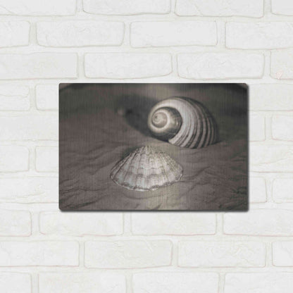 Luxe Metal Art 'Scallop Tonna' by Debra Van Swearingen, Metal Wall Art,16x12
