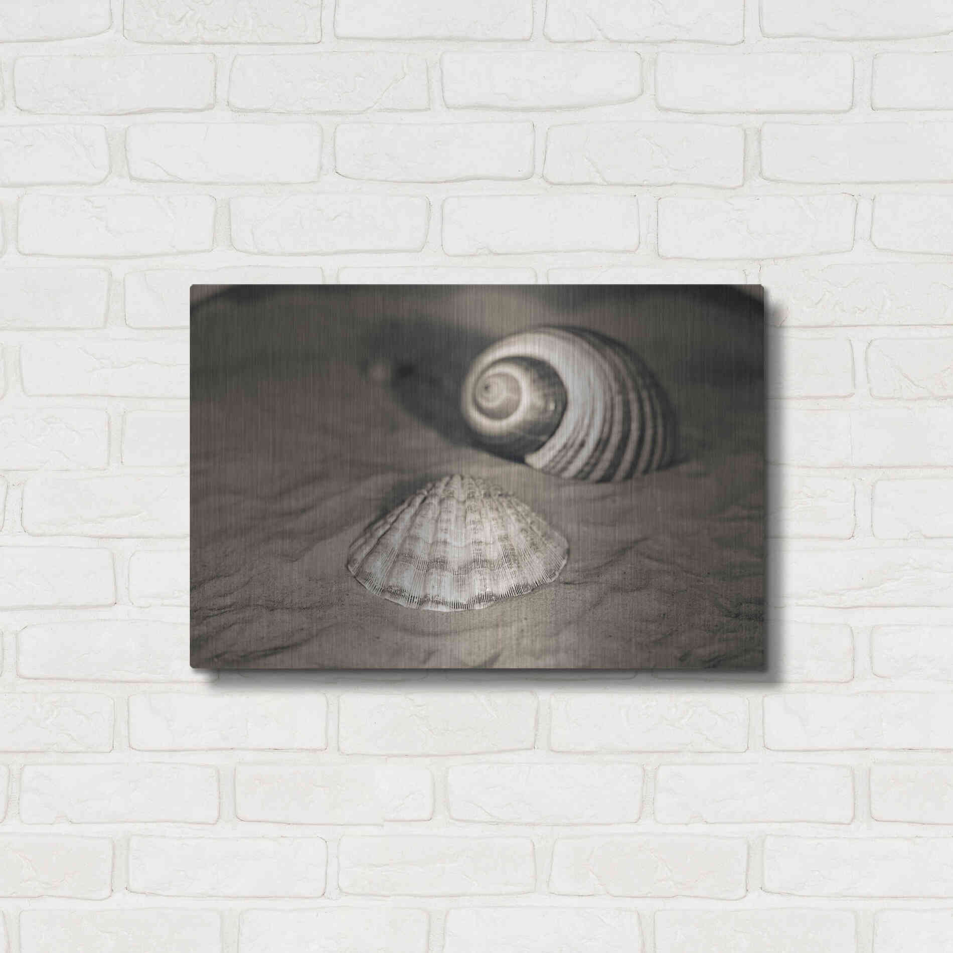 Luxe Metal Art 'Scallop Tonna' by Debra Van Swearingen, Metal Wall Art,24x16