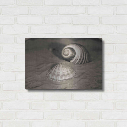 Luxe Metal Art 'Scallop Tonna' by Debra Van Swearingen, Metal Wall Art,24x16