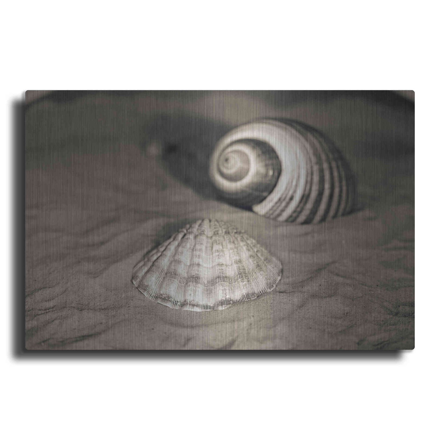 Luxe Metal Art 'Scallop Tonna' by Debra Van Swearingen, Metal Wall Art