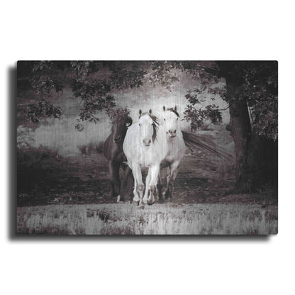 Luxe Metal Art 'Three Wild Horses Sepia' by Debra Van Swearingen, Metal Wall Art