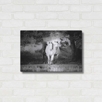 Luxe Metal Art 'Three Wild Horses BW' by Debra Van Swearingen, Metal Wall Art,24x16