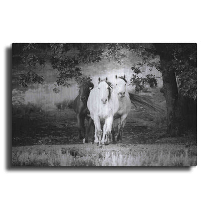 Luxe Metal Art 'Three Wild Horses BW' by Debra Van Swearingen, Metal Wall Art