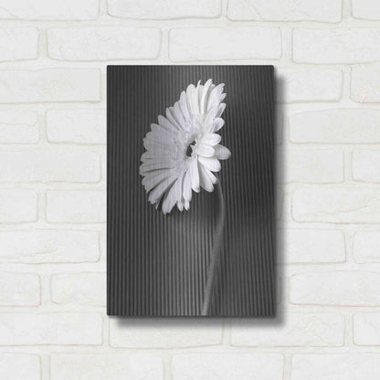 Luxe Metal Art 'Fresh Cut Daisy II' by Debra Van Swearingen, Metal Wall Art,12x16