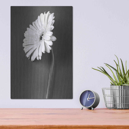 Luxe Metal Art 'Fresh Cut Daisy II' by Debra Van Swearingen, Metal Wall Art,12x16
