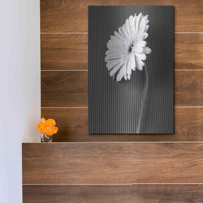 Luxe Metal Art 'Fresh Cut Daisy II' by Debra Van Swearingen, Metal Wall Art,12x16