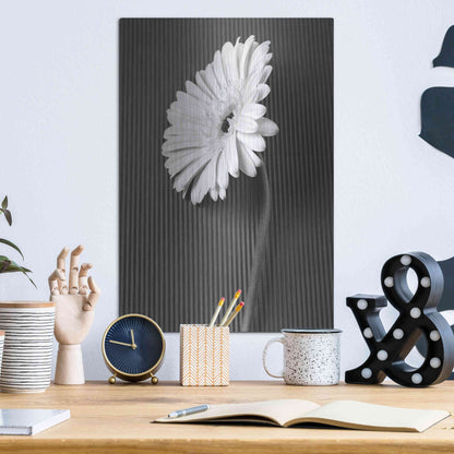 Luxe Metal Art 'Fresh Cut Daisy II' by Debra Van Swearingen, Metal Wall Art,12x16