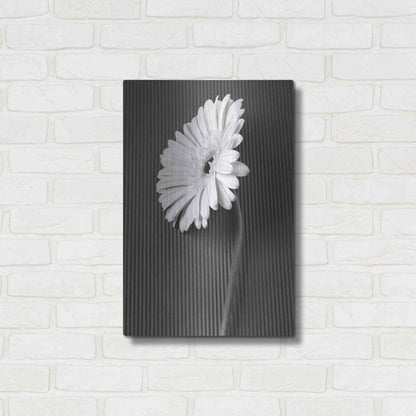 Luxe Metal Art 'Fresh Cut Daisy II' by Debra Van Swearingen, Metal Wall Art,16x24