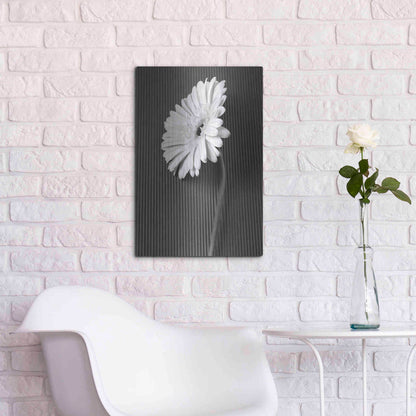Luxe Metal Art 'Fresh Cut Daisy II' by Debra Van Swearingen, Metal Wall Art,16x24