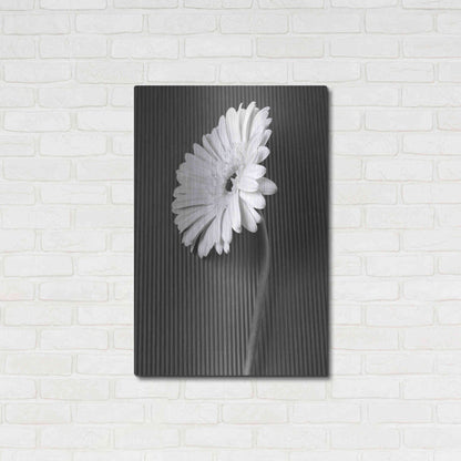 Luxe Metal Art 'Fresh Cut Daisy II' by Debra Van Swearingen, Metal Wall Art,24x36
