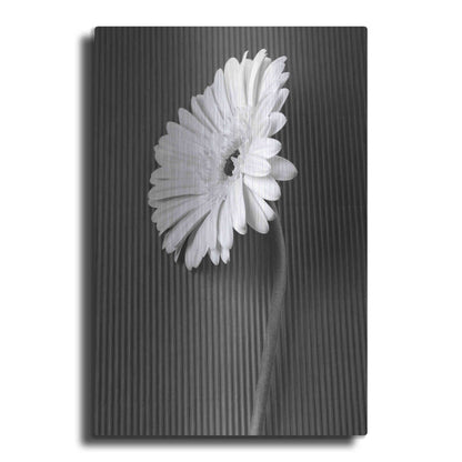 Luxe Metal Art 'Fresh Cut Daisy II' by Debra Van Swearingen, Metal Wall Art