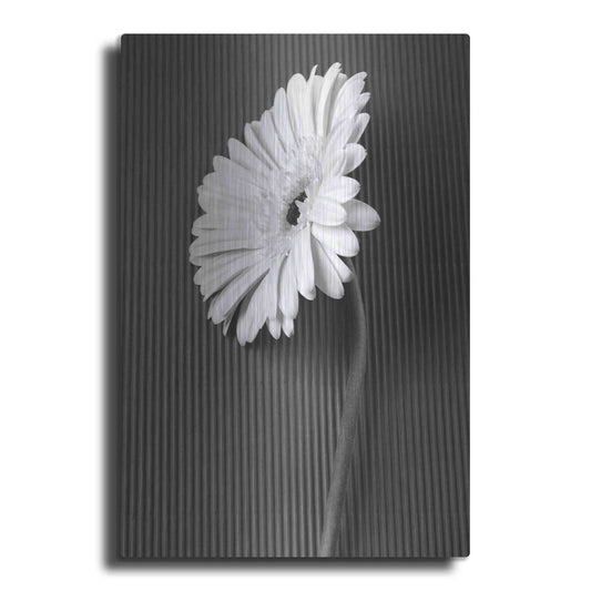 Luxe Metal Art 'Fresh Cut Daisy II' by Debra Van Swearingen, Metal Wall Art
