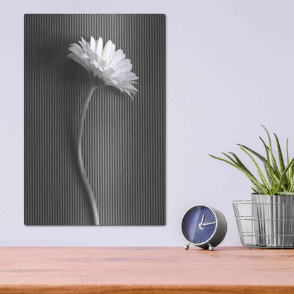 Luxe Metal Art 'Fresh Cut Daisy III' by Debra Van Swearingen, Metal Wall Art,12x16