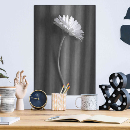Luxe Metal Art 'Fresh Cut Daisy III' by Debra Van Swearingen, Metal Wall Art,12x16