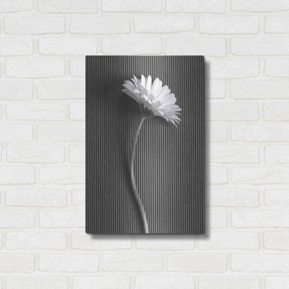 Luxe Metal Art 'Fresh Cut Daisy III' by Debra Van Swearingen, Metal Wall Art,16x24