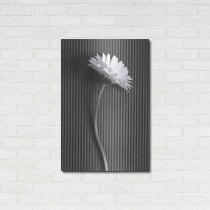 Luxe Metal Art 'Fresh Cut Daisy III' by Debra Van Swearingen, Metal Wall Art,24x36