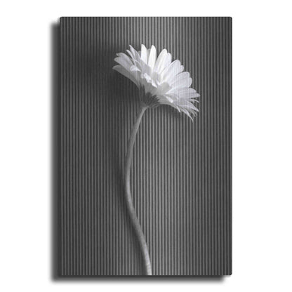 Luxe Metal Art 'Fresh Cut Daisy III' by Debra Van Swearingen, Metal Wall Art