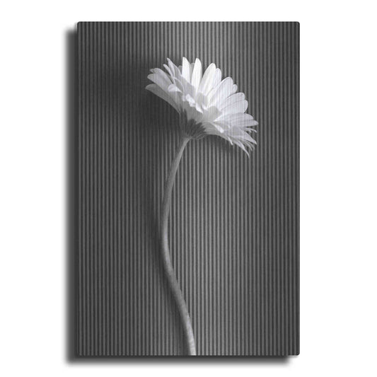Luxe Metal Art 'Fresh Cut Daisy III' by Debra Van Swearingen, Metal Wall Art