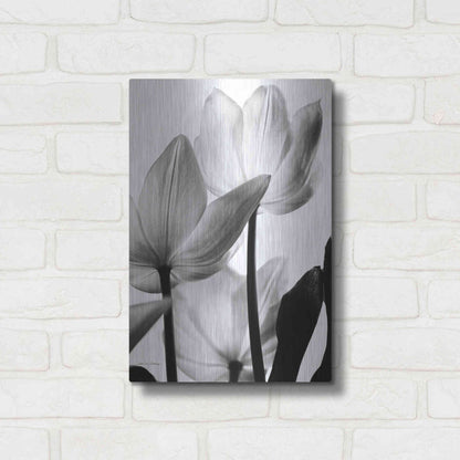 Luxe Metal Art 'Translucent Tulips III' by Debra Van Swearingen, Metal Wall Art,12x16
