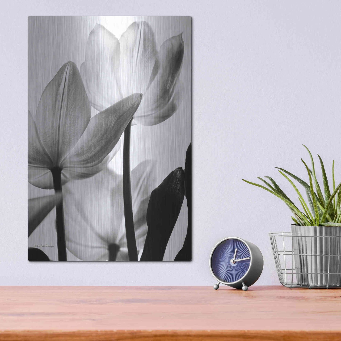 Luxe Metal Art 'Translucent Tulips III' by Debra Van Swearingen, Metal Wall Art,12x16