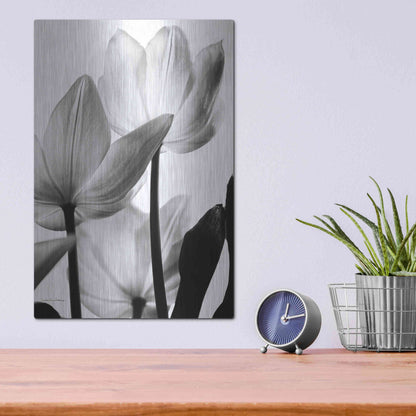 Luxe Metal Art 'Translucent Tulips III' by Debra Van Swearingen, Metal Wall Art,12x16