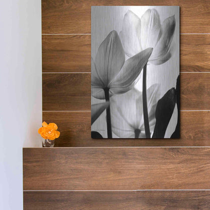 Luxe Metal Art 'Translucent Tulips III' by Debra Van Swearingen, Metal Wall Art,12x16