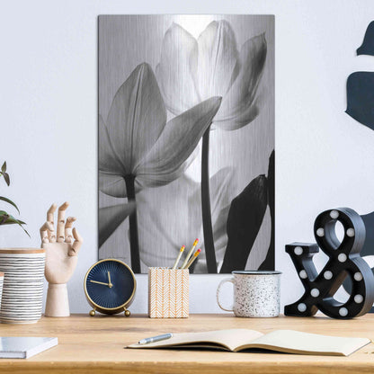 Luxe Metal Art 'Translucent Tulips III' by Debra Van Swearingen, Metal Wall Art,12x16