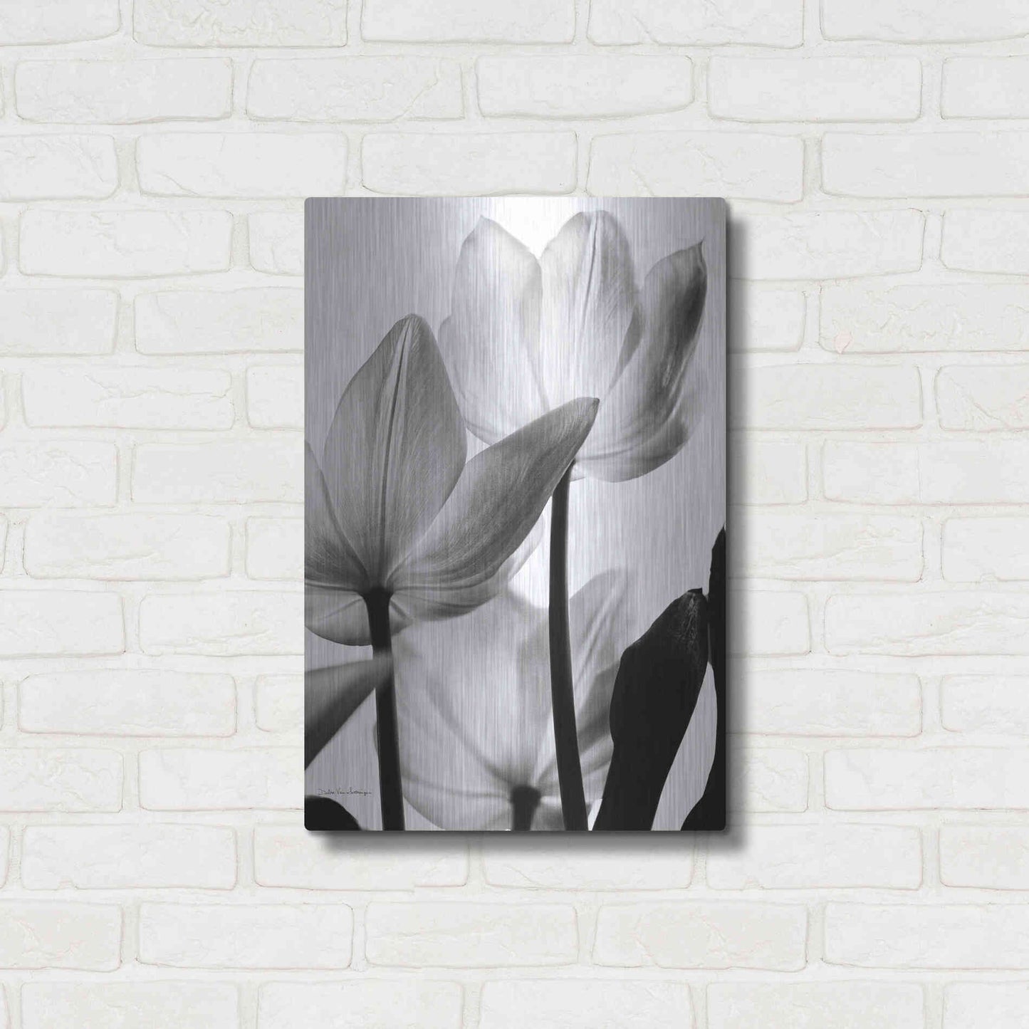 Luxe Metal Art 'Translucent Tulips III' by Debra Van Swearingen, Metal Wall Art,16x24