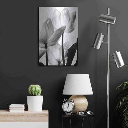 Luxe Metal Art 'Translucent Tulips III' by Debra Van Swearingen, Metal Wall Art,16x24