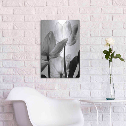 Luxe Metal Art 'Translucent Tulips III' by Debra Van Swearingen, Metal Wall Art,16x24